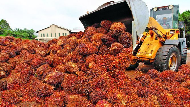 Grúa descargando frutos de palma africana